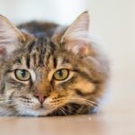 Живеят с нас, но по свои правила - днес е Международния ден на котката