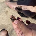 РЗИ-Бургас: Морската вода е чиста, но не докосвайте мазута по плажовете