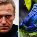 Алексей Навални е убит в затвора в Русия с токсин от жаба, обявиха пет европейски държави