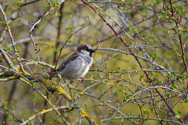 За десета поредна година броим колко врабчета има в градовете ни