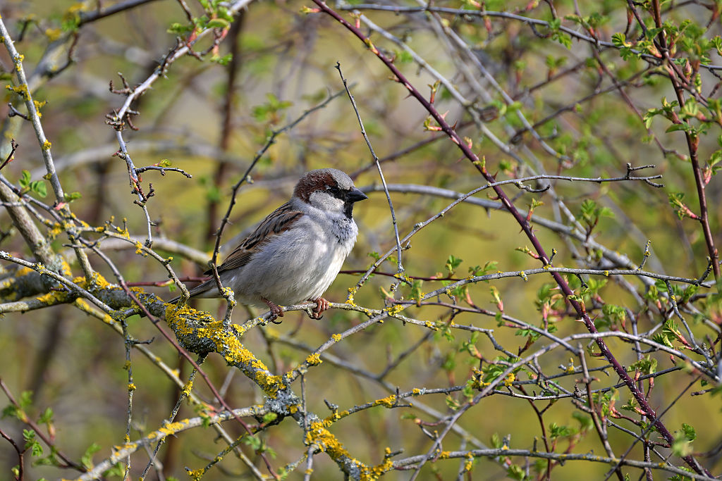 За десета поредна година броим колко врабчета има в градовете ни
