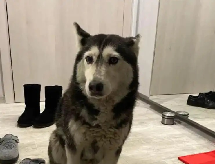 ВМА отстрани от работа лекаря, прегазил кучето Мая