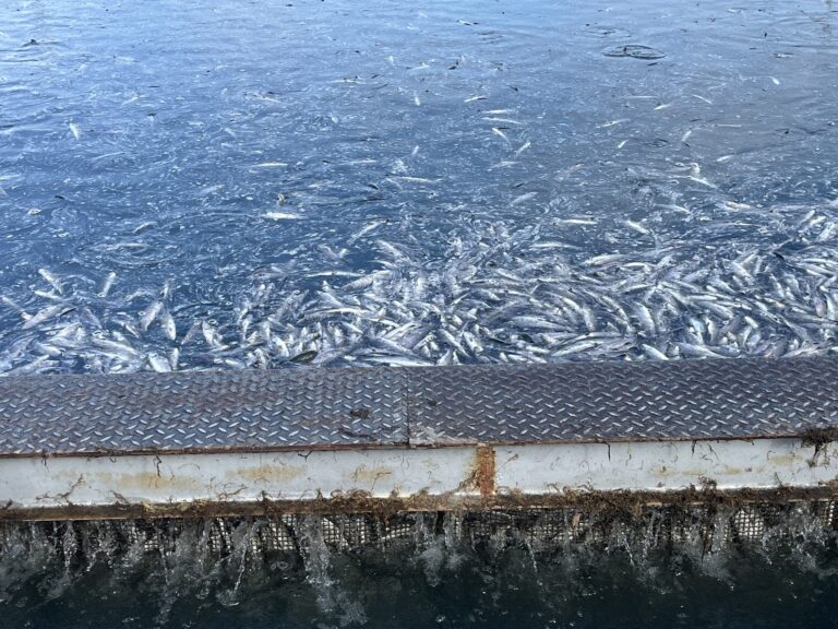 Сигнал за огромно количество мъртва риба край Карлово предизвика проверки