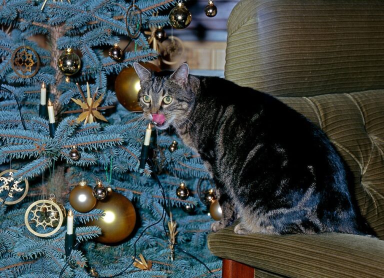 Броени дни остават до края на фотоконкурса с награди от Xiaomi „Празнично Mi e”