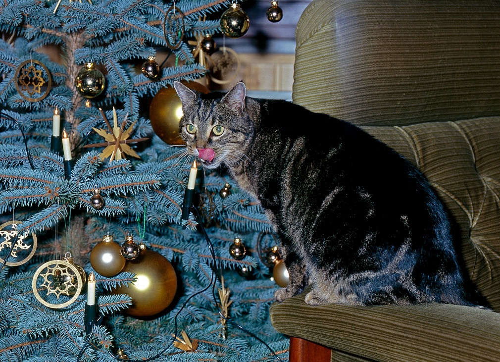 Броени дни остават до края на фотоконкурса с награди от Xiaomi „Празнично Mi e”