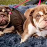 Най-добрите съвети за първата година от живота на най-добрия ни приятел