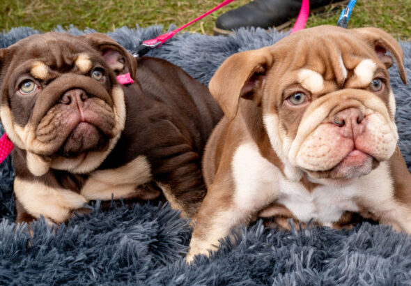 Най-добрите съвети за първата година от живота на най-добрия ни приятел