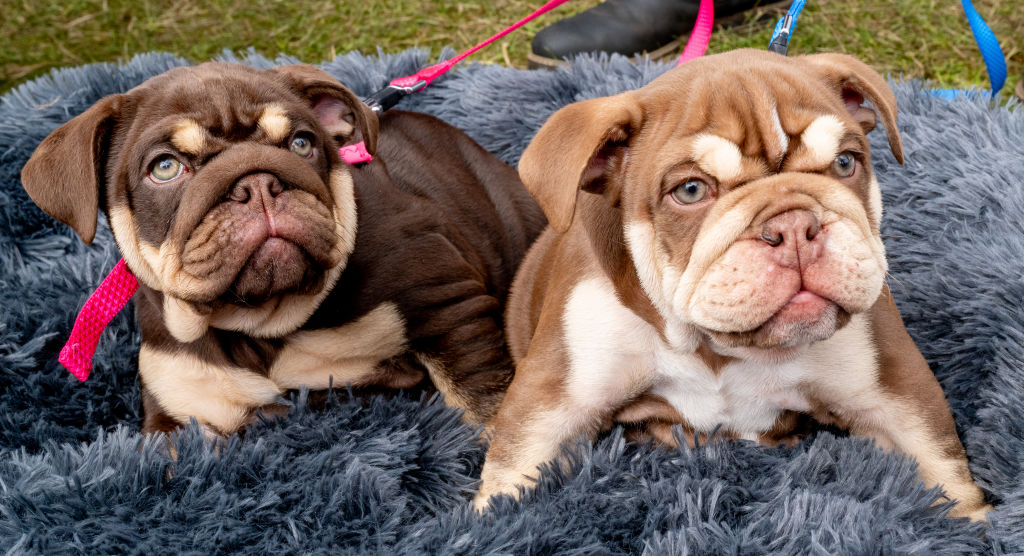 Най-добрите съвети за първата година от живота на най-добрия ни приятел