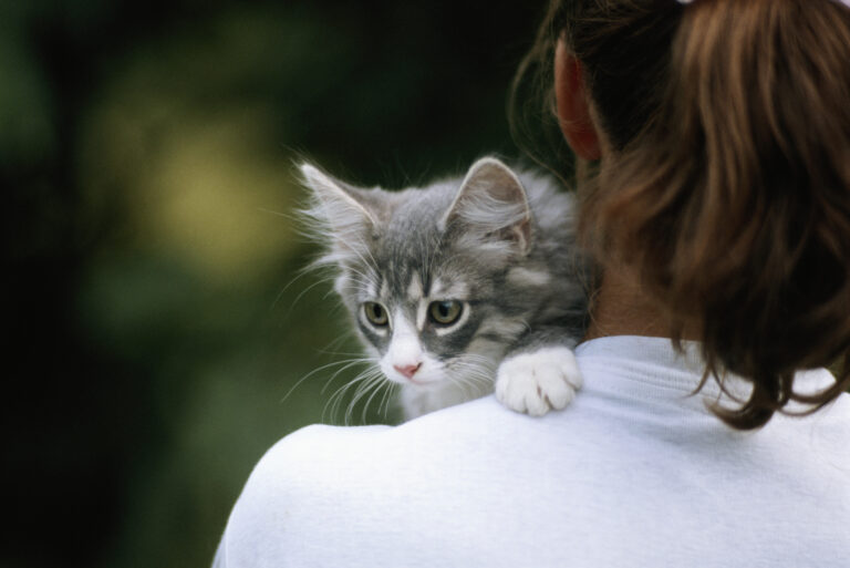 Кастрацията като здравна превенция - какво трябва да знае всеки стопанин на котка